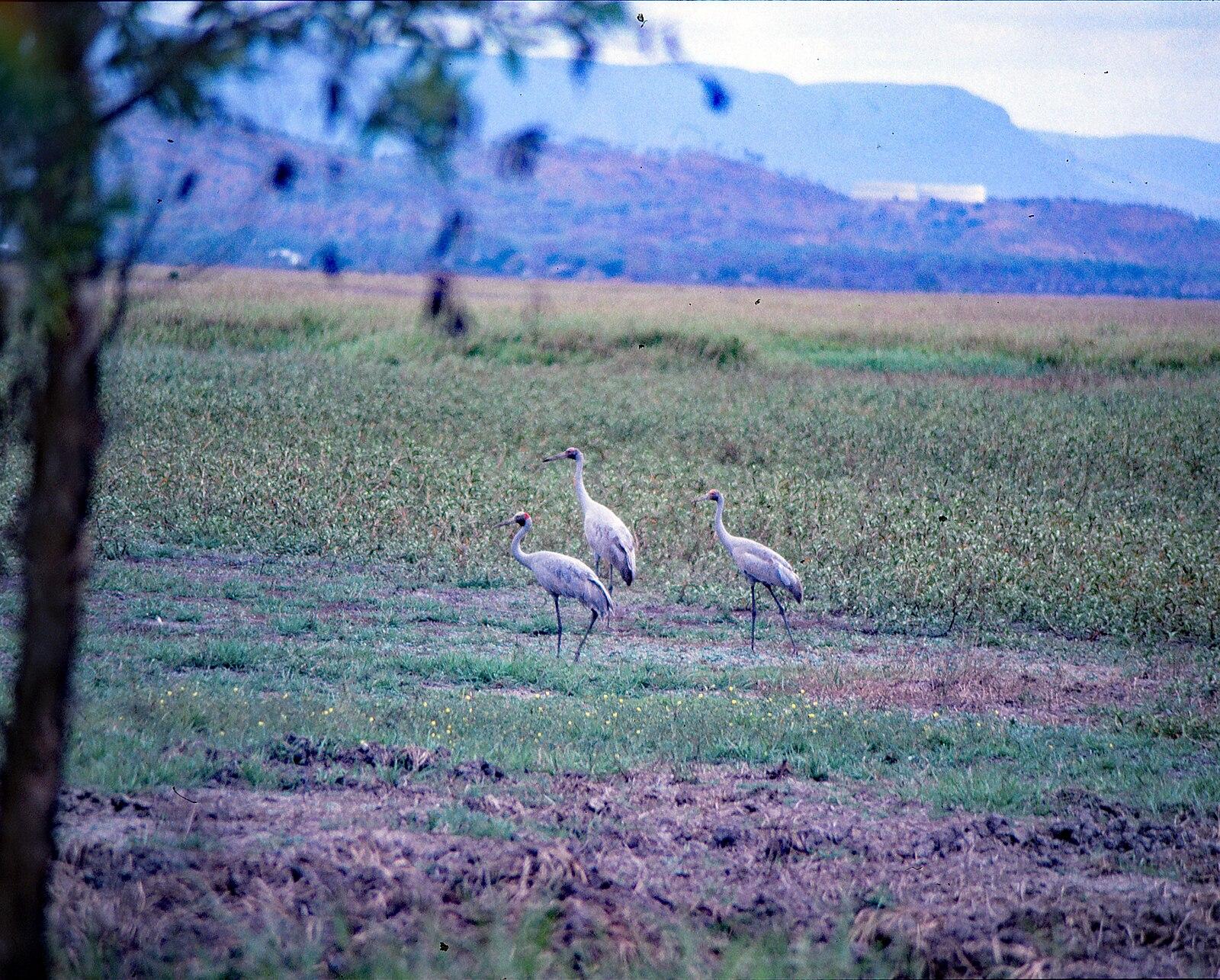 Brolga Town Common Environmental Park Townsville 1991 IMG 0076